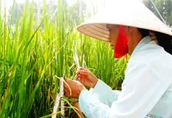 Bài 1: Lỏng lẻo liên kết “4 nhà” ảnh 2