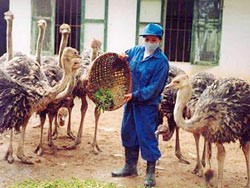 Ostrich Raising: a Lucrative Business ảnh 1