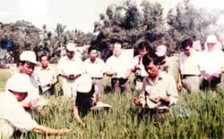 Bài 2: Ngổn ngang giống lúa