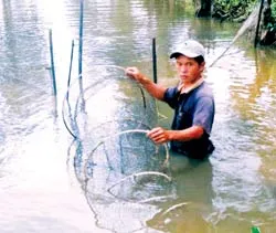 Xót xa “vựa” cá đồng!