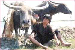 “The Buffalo Boy" -  A Brass-bold and Humanitarian Film ảnh 2