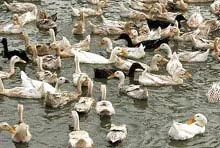 Lập 4 tiểu ban chống dịch cúm gia cầm trên người