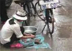 Cảnh giác với thịt cóc bán dạo