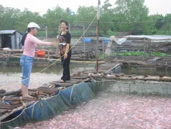 “Hòn ngọc xanh” sẽ tỏa sáng