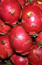 Một lô hàng thanh long xuất khẩu tồn dư thuốc BVTV