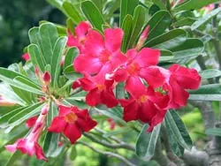 Lễ hội hoa sứ lần đầu tiên tại Việt Nam