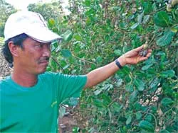 Nông dân thất bát, doanh nghiệp lao đao