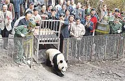 Trung Quốc thả gấu trúc về thiên nhiên