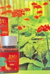 Hồng sâm – vị thuốc quý