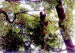 Phòng chống tai nạn từ trên… trời rơi xuống!