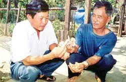 Du mục làm tôm khô