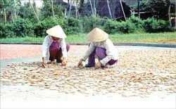 Du mục làm tôm khô ảnh 2