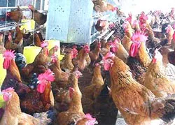 Hội nghị Bộ trưởng APEC về cúm gia cầm