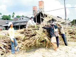 Lại “sốt” giá đường!