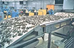 Đột phá vùng tôm