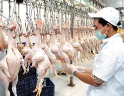 Việt Nam đề xuất đề án tổng thể ngăn chặn cúm gia cầm