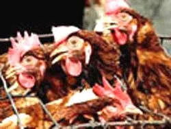 Khai mạc Hội nghị Bộ trưởng APEC về dịch cúm gia cầm