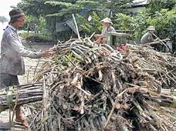 Trồng mía 200 tấn/ha