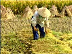 Giá lúa lại tăng