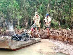 Xây dựng nhà máy bột giấy sẽ giữ được rừng tràm