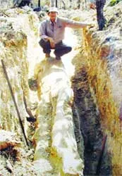 Một cây gỗ hóa thạch dài 14m