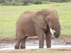 Chẳng qua... vì tiền