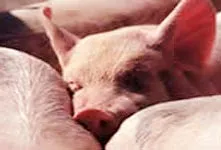 Nghiêm cấm tiêu thụ thịt gia súc bị bệnh