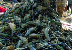 Kiểm tra 100% tôm nguyên liệu ở 51 doanh nghiệp chế biến xuất khẩu