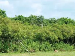 Chặt cây ăn trái làm... củi