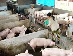 10.000 đến 30.000 đồng/kg gia súc bị tiêu hủy