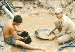 Bồng Miêu Không còn …“vàng tặc”