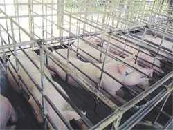 Thực hiện biện pháp “ 5 không”