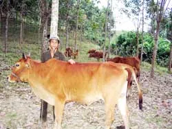 Thiếu tiền, thiếu cả vaccine