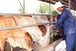 Triển khai 6 đoàn chống dịch lở mồm long móng