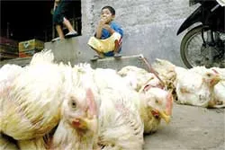 Cúm gia cầm lại rộ lên