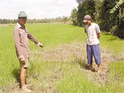 Hậu quả từ đê bao ngăn lũ?