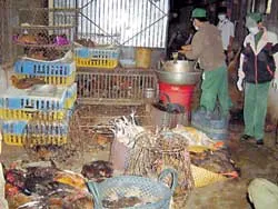 Phát hiện điểm giết mổ trái phép quy mô lớn