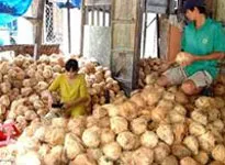 Tháo gỡ khó khăn cho ngành chế biến dừa