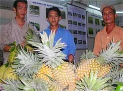 Lối ra nào cho cây khóm?