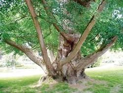 Thuốc dưỡng não từ bạch quả