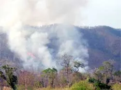Mưa vào mùa, vẫn xảy ra hàng chục vụ cháy rừng