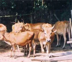 Hỗ trợ kinh phí phòng chống dịch lở mồm long móng