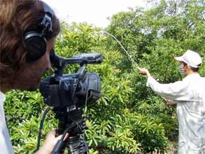 Protein Bait Kills Fruit Flies in Mekong Delta ảnh 3