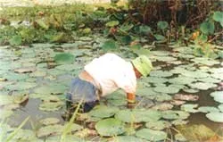 Trồng sen trên vùng nước đen