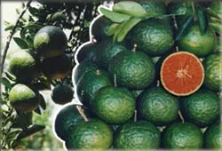 Sinh tố cam – cà rốt
