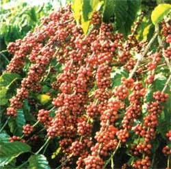 Chứng nhận quốc tế về cải cách trong nước