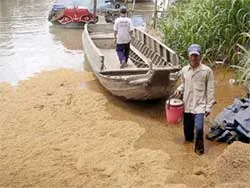Khốn khổ vì trấu ảnh 2