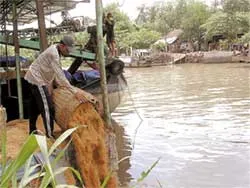Khốn khổ vì trấu