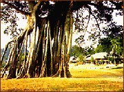Tan Trao banyan tree