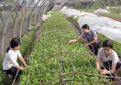 Thêm 100 triệu USD giúp Việt Nam giảm nghèo